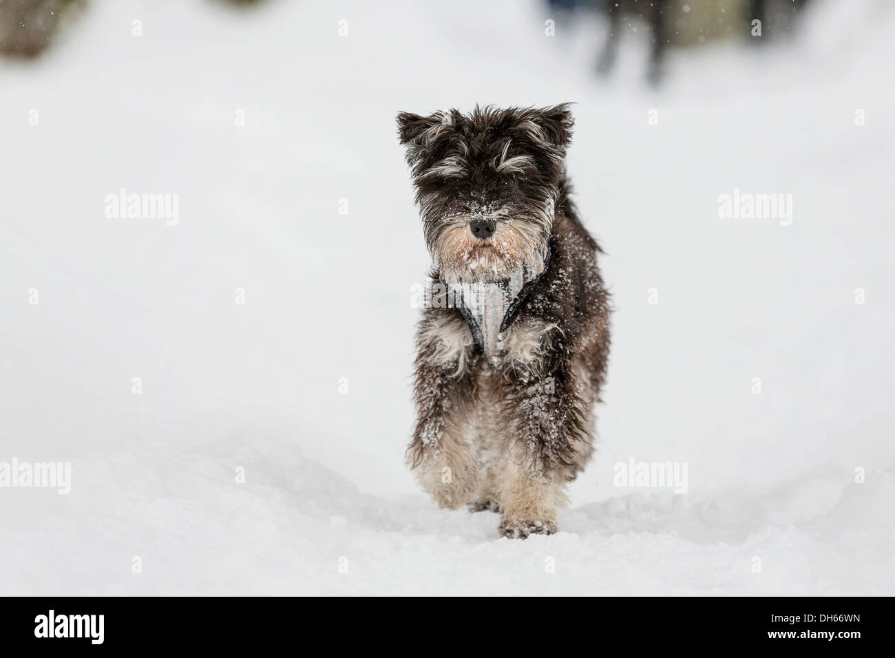 Terrier mix, cane nella neve, Germania Foto Stock