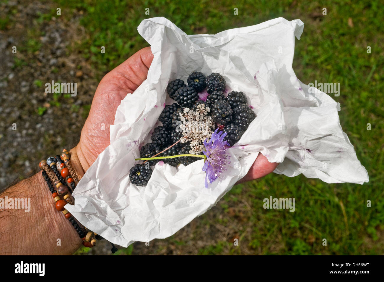 Raccolte a mano more selvatiche - Francia. Foto Stock