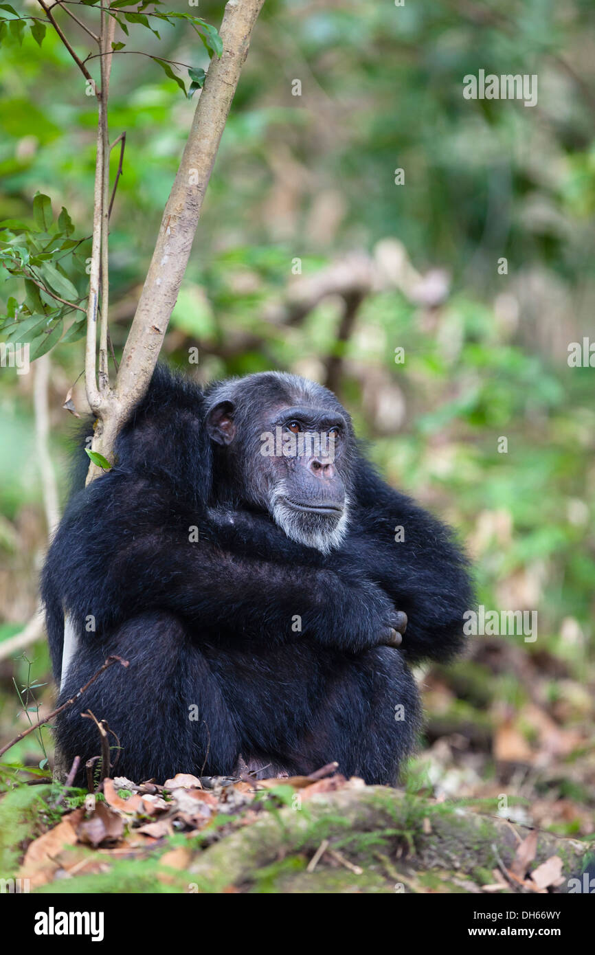 Uno scimpanzé (Pan troglodytes), vecchio maschio, Mahale Mountains Nationalpark, Ostafrika, Tanzania Foto Stock