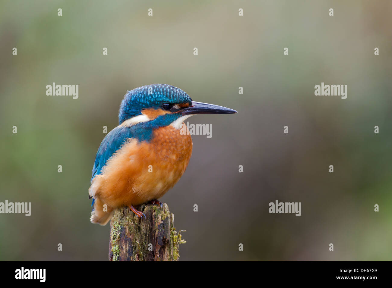 Comune maschio Kingfisher (Alcedo atthis) sat arroccato su mossy post dal fiume. Fiume Swale, Yorkshire Dales, North Yorkshire, Regno Unito Foto Stock