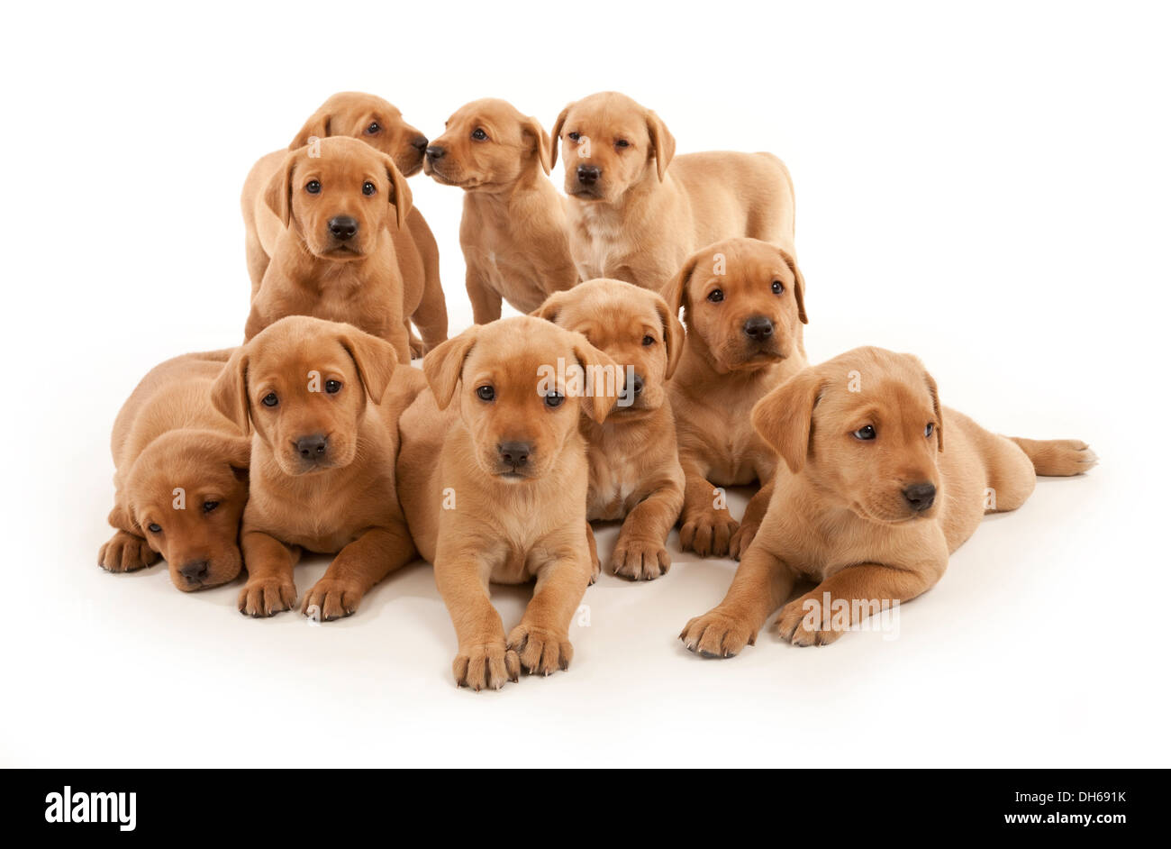 Una cucciolata di dieci Fox Red Labrador cuccioli Foto Stock