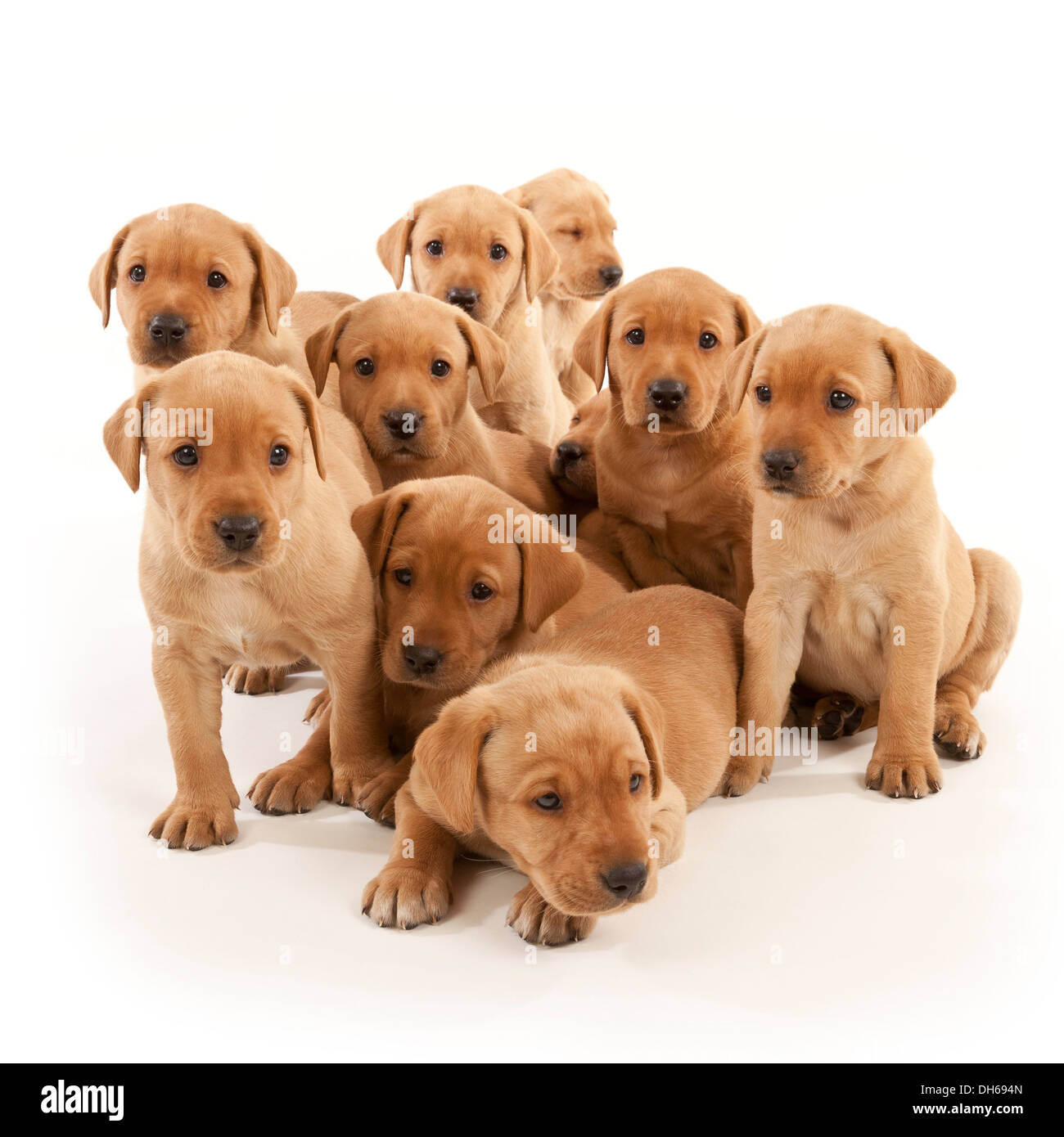 Dieci Labrador cuccioli Foto Stock