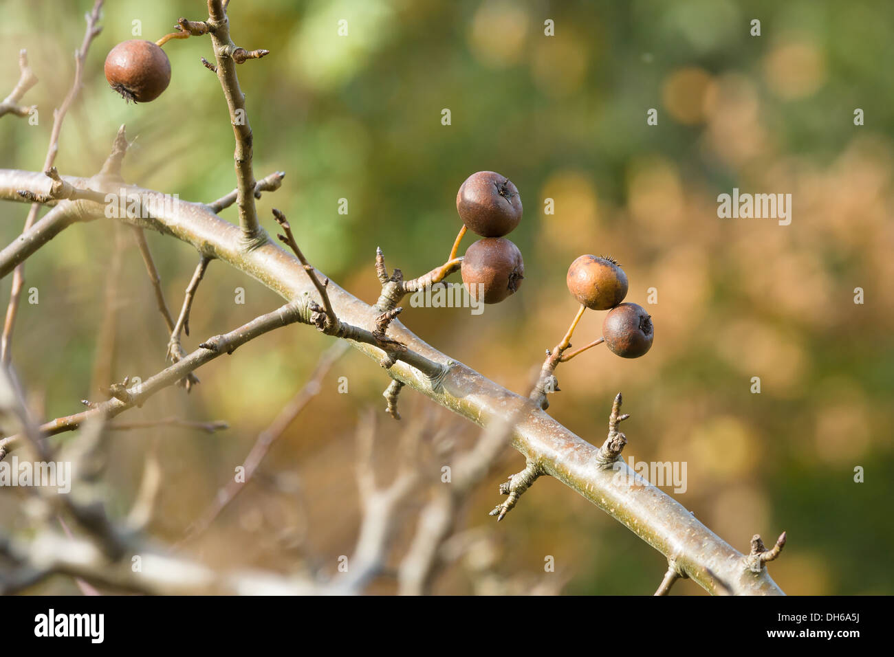 Il marcio frutta mela appeso a un albero. Foto Stock