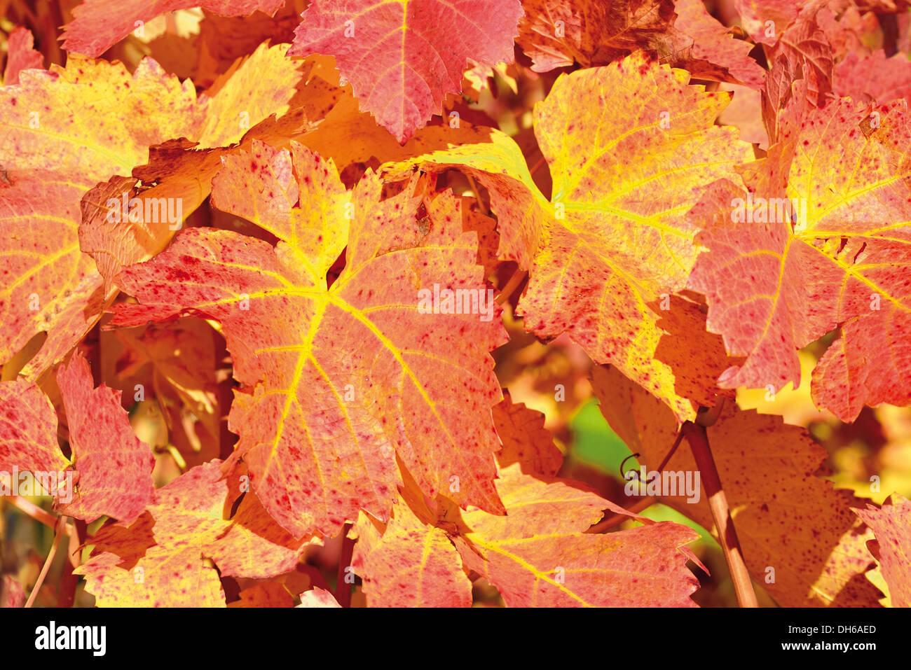Germania, Baden-Württemberg: foglie di vite di un vitigno Lemberger stock negli ultimi vigneti di Weinsberg con lo scorso autunno sun Foto Stock