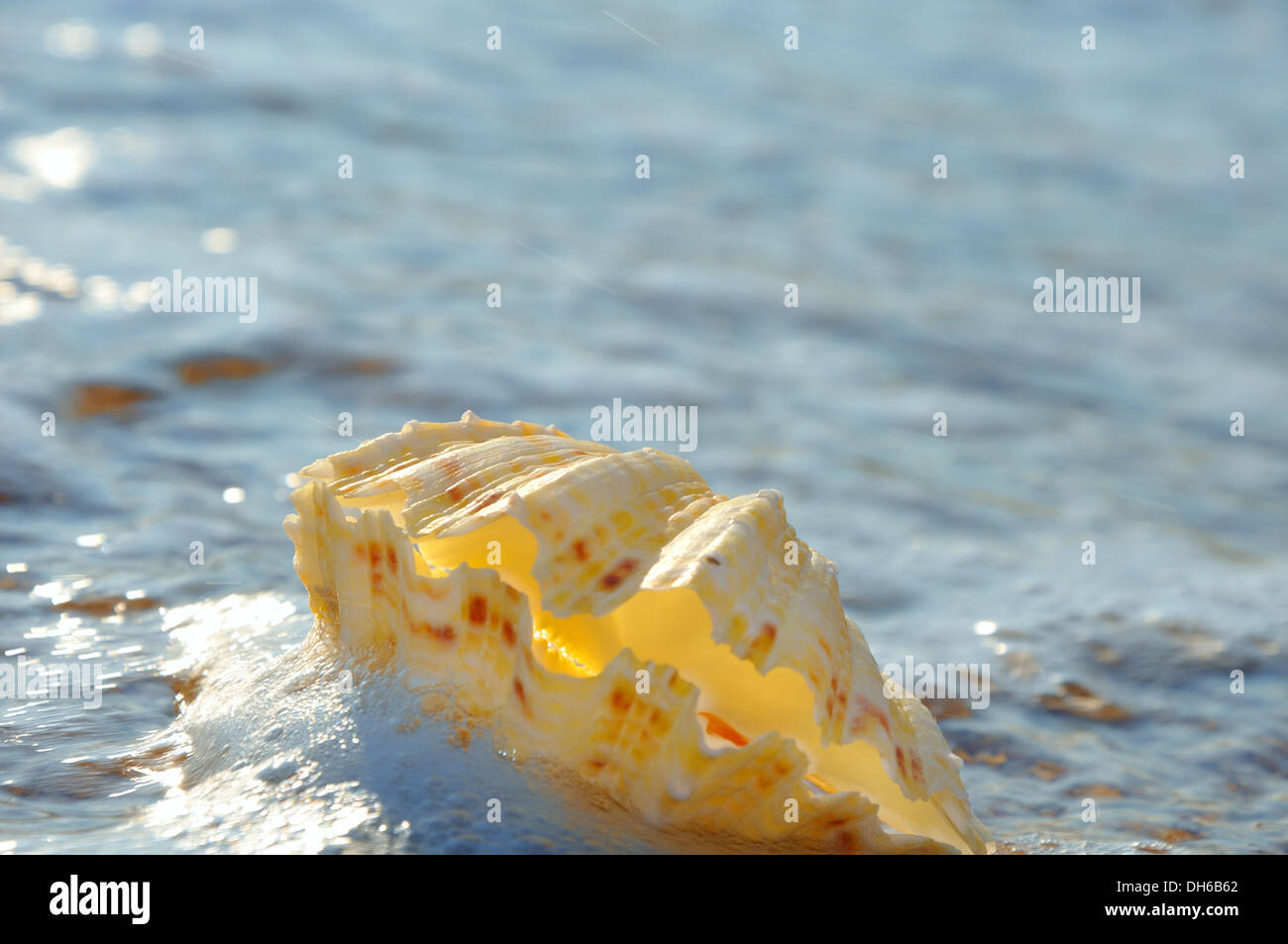 Perla shell in schiuma delle onde oceaniche Foto Stock
