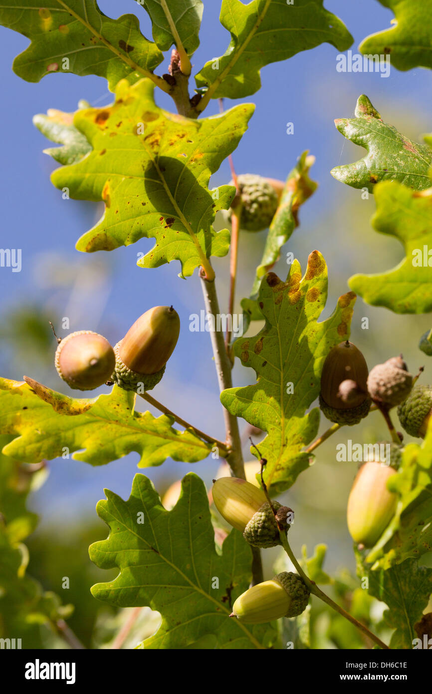 Ghiande della quercia Foto Stock