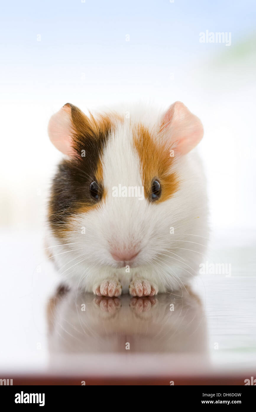 Cute di cavia e salotto guardando a noi Foto Stock