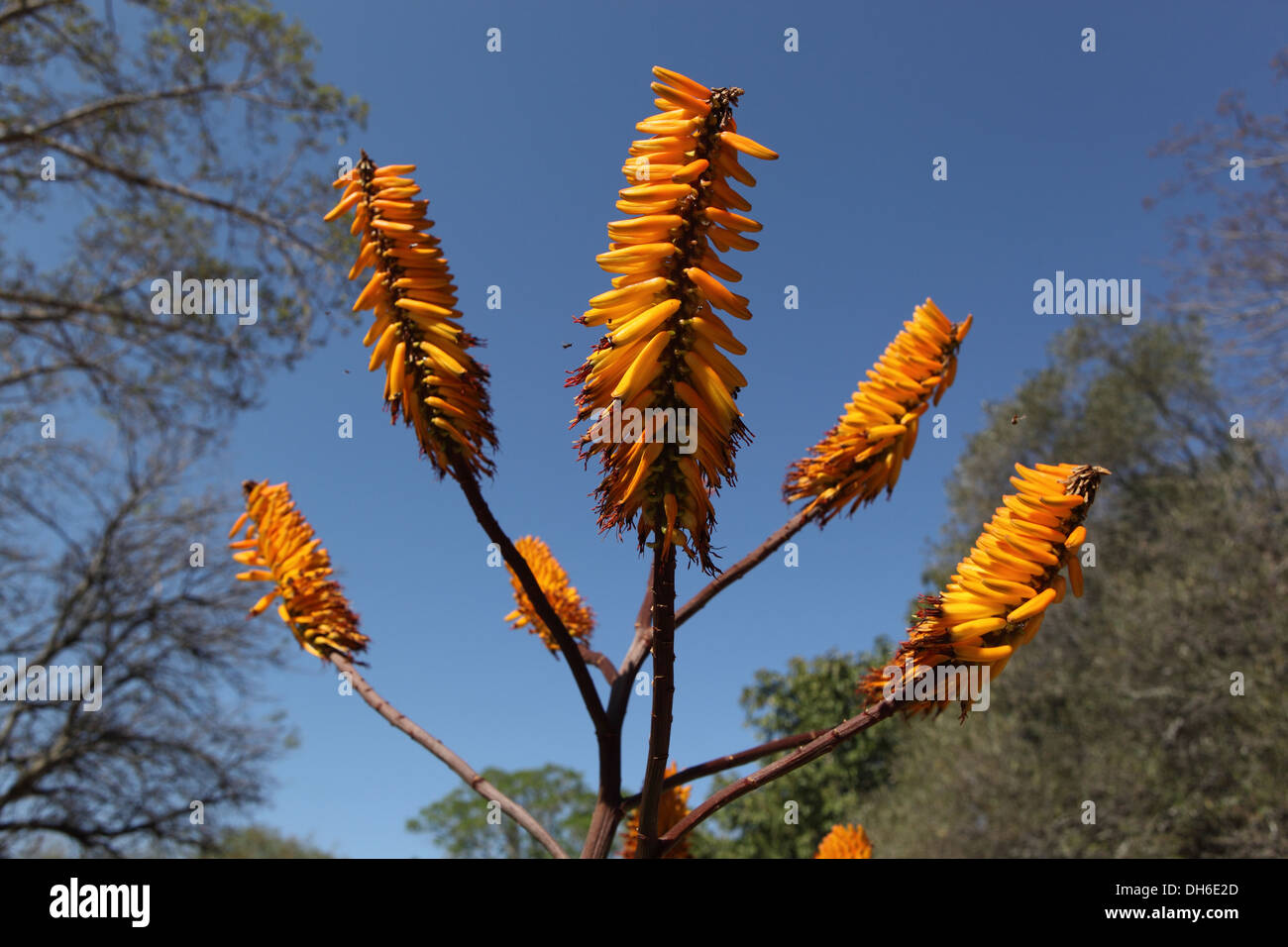 Aloe di montagna Foto Stock
