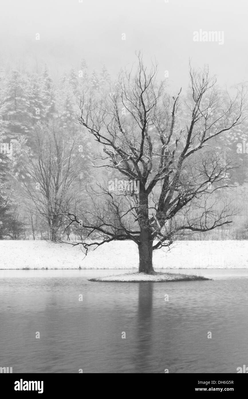 Inverno quercia in un'isola in un piccolo lago di Catskills Mountains con montagne coperte di neve dietro vicino al Grande indiana, New York (B&W) Foto Stock
