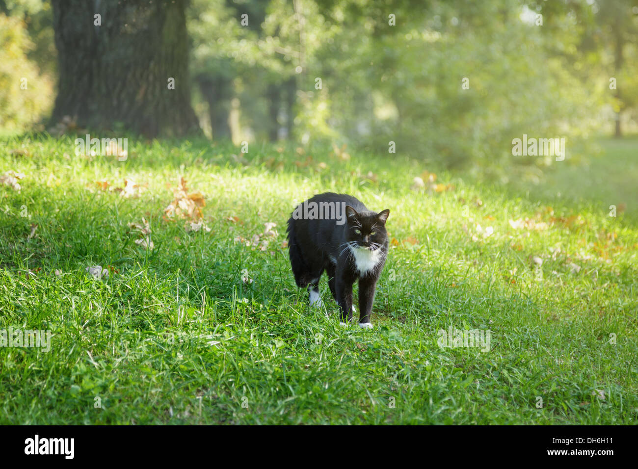 Bianco e nero gatto in posizione di avvertimento, per esterno Foto Stock