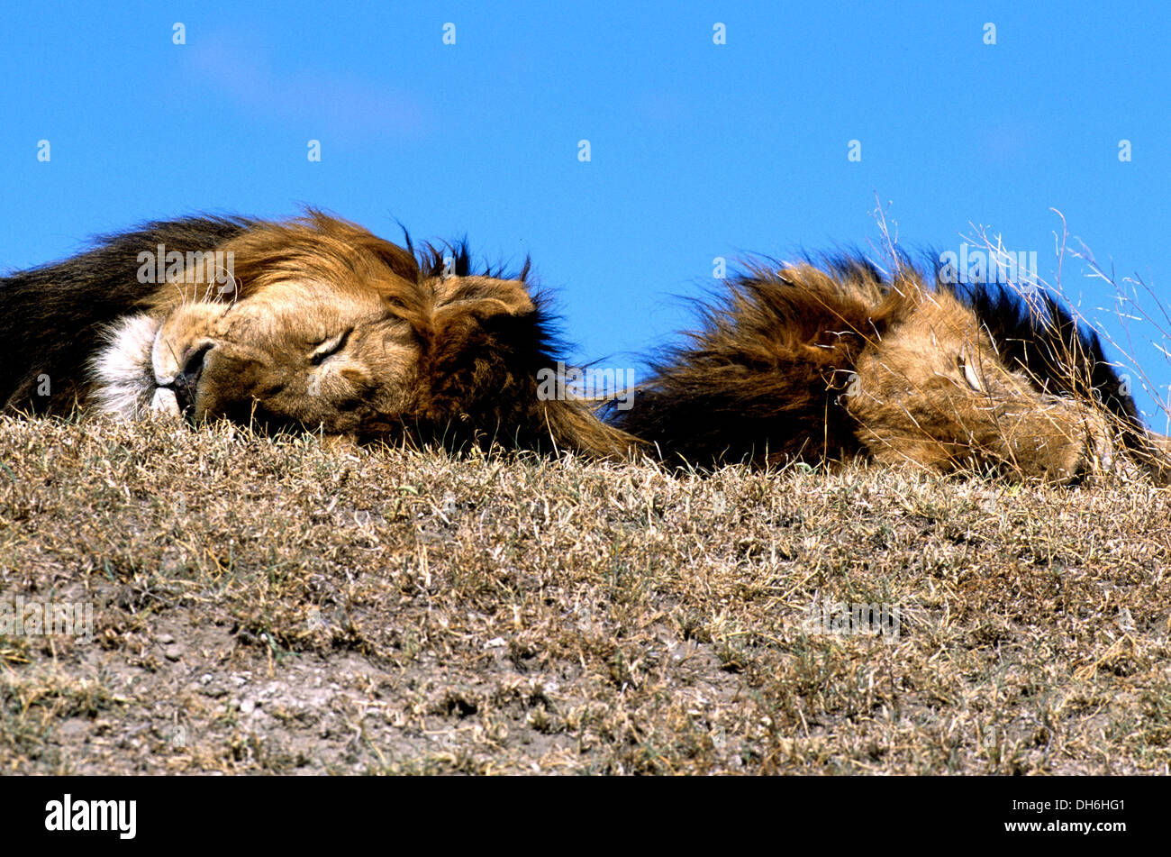 I Lions di sesso maschile che dorme sul tumulo nel cratere di Ngorongoro, Tanzania Africa Foto Stock