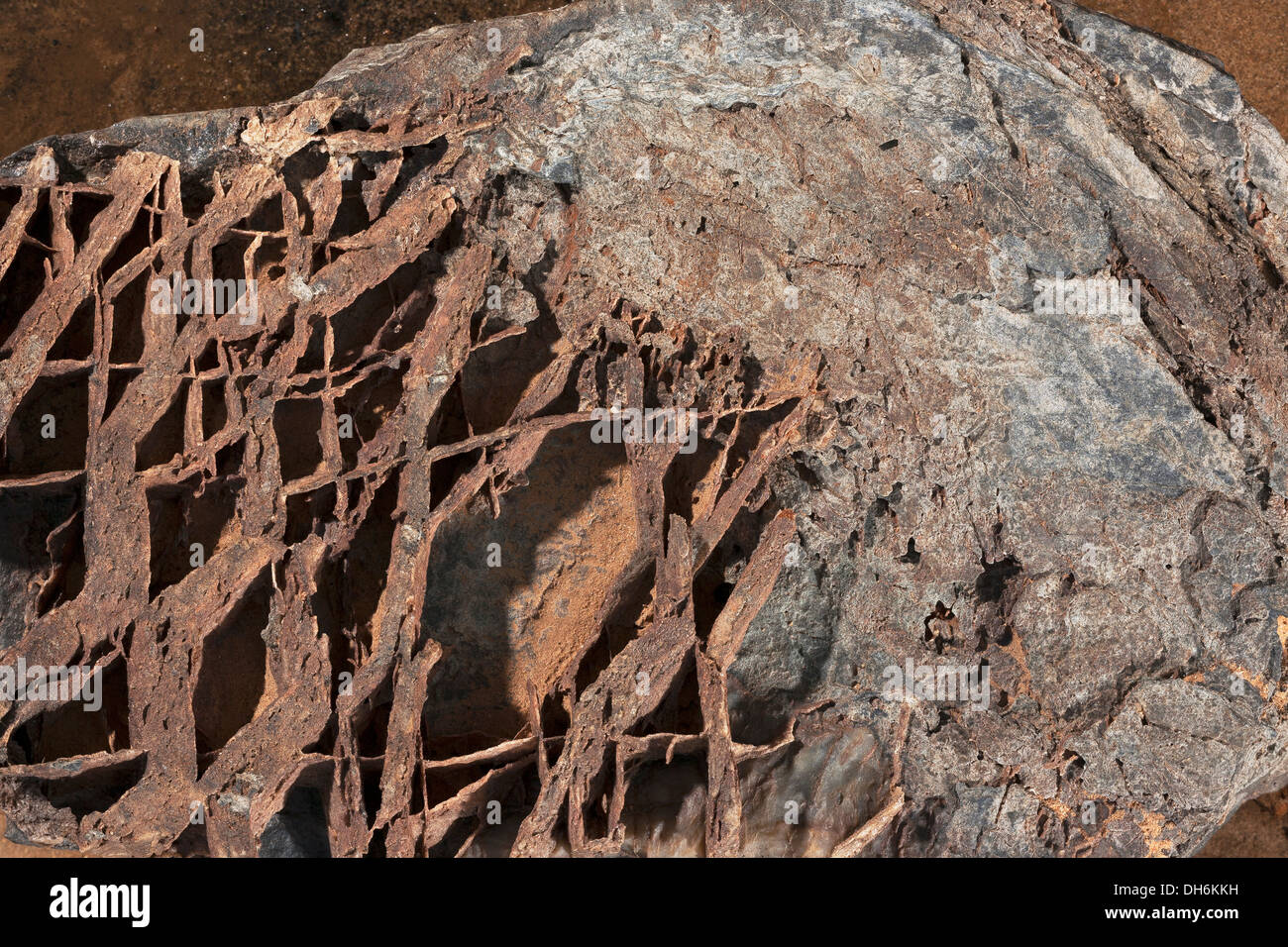 Superficie spiovente sul argillite metamorfica pietra di argilla con serie di vene stratificata che mostra reticolo effetto di rete come scheletro Foto Stock