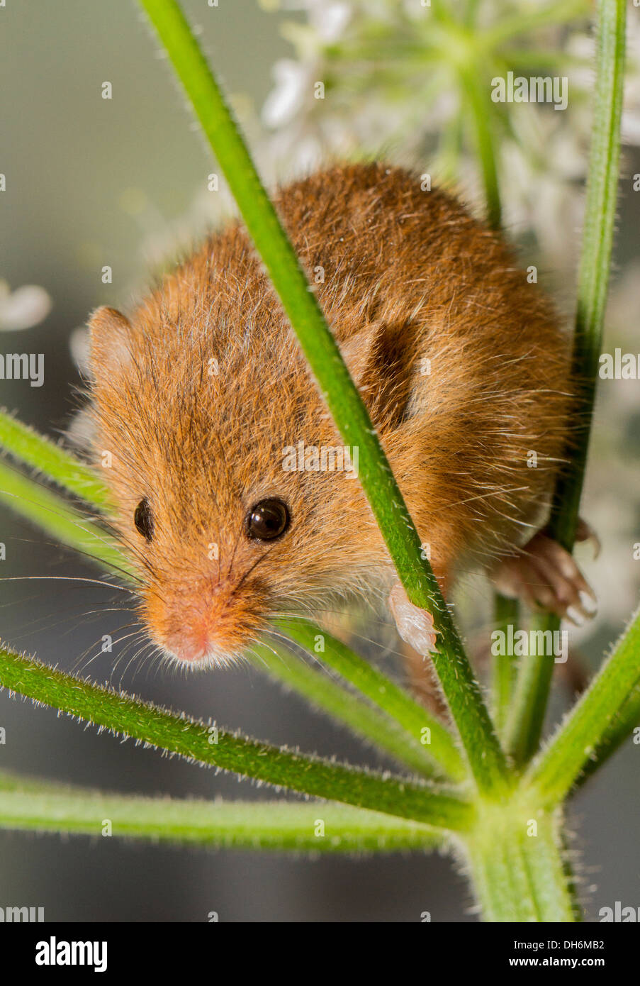 Harvest mouse Micromys minutus - studio shot Foto Stock