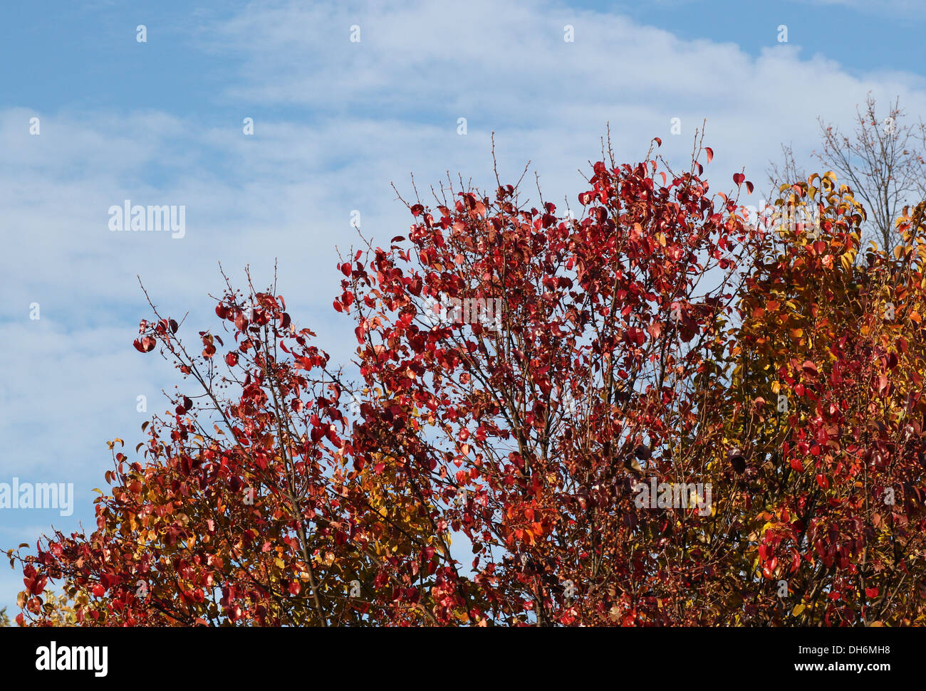 Un albero con rosso autunno cadono le foglie e un cielo blu. Foto Stock