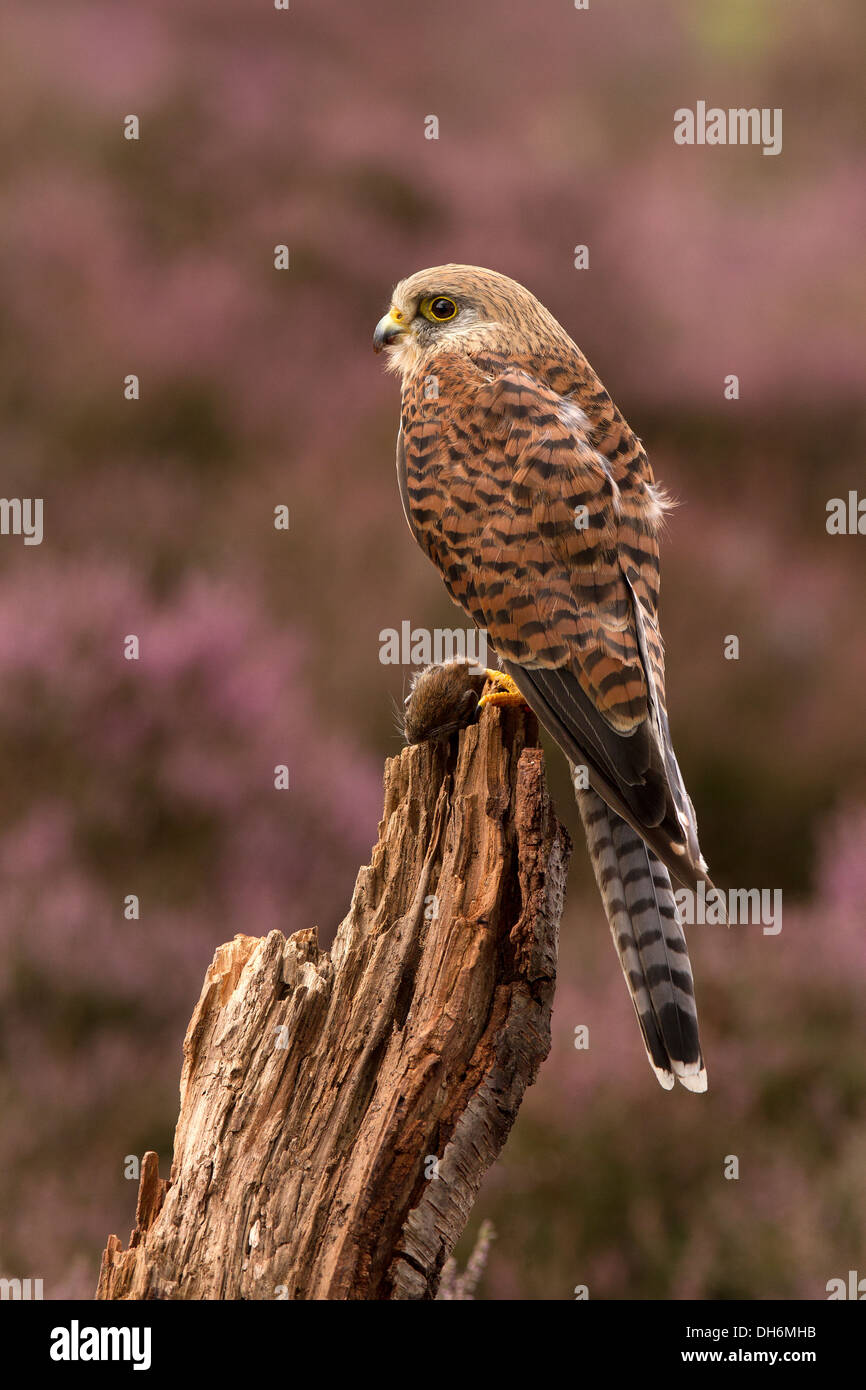 Il Gheppio, il Falco tinnunculus con la sua preda, Heather Foto Stock