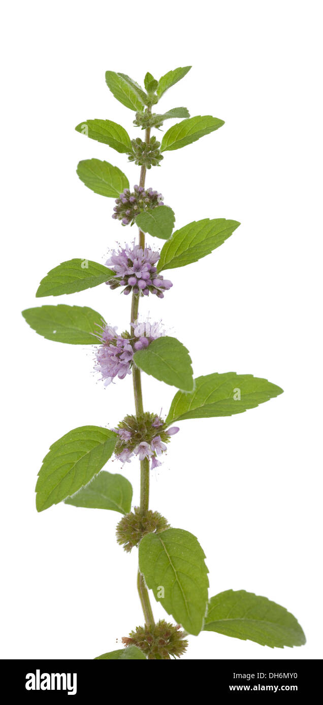 Fiore di menta verde (Mentha pulegium) su sfondo bianco Foto Stock