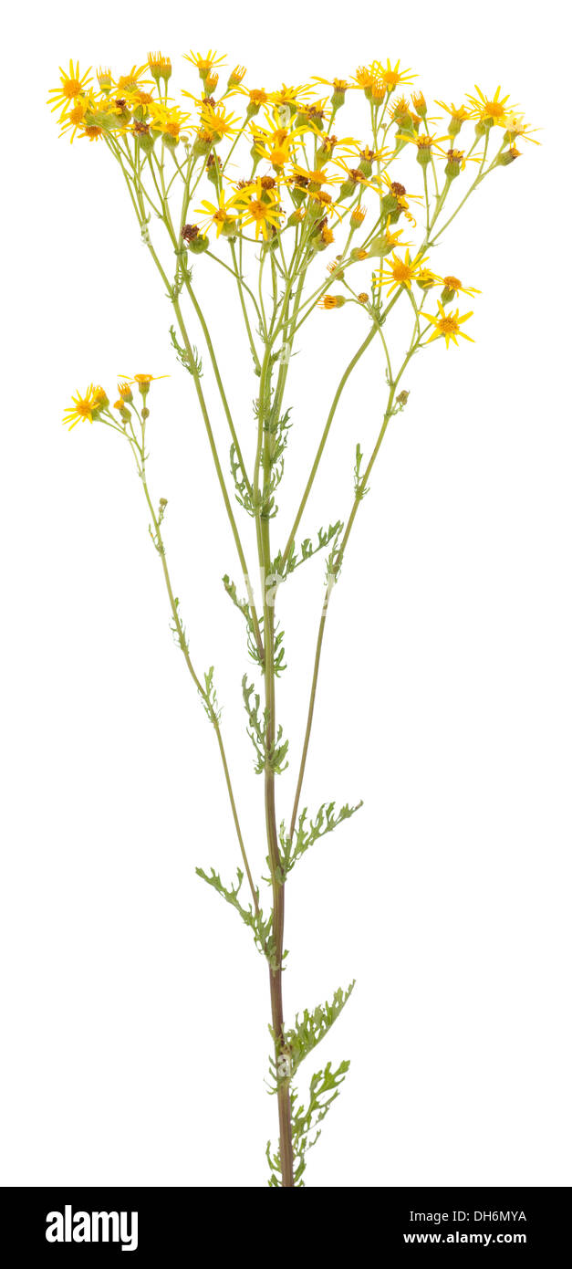 Giallo fiore singolo (Senecio Jacobaea) su sfondo bianco Foto Stock