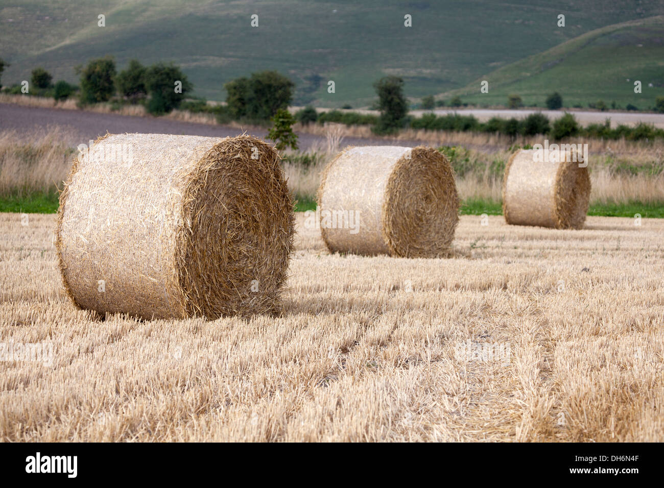 Le balle di fieno in campo nel Wiltshire, Inghilterra Foto Stock