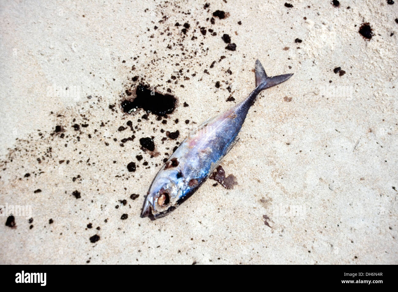 I pesci morti che stabilisce tra congelato grumi di petrolio greggio  inquinando mezza luna beach gokarna karnataka india Foto stock - Alamy