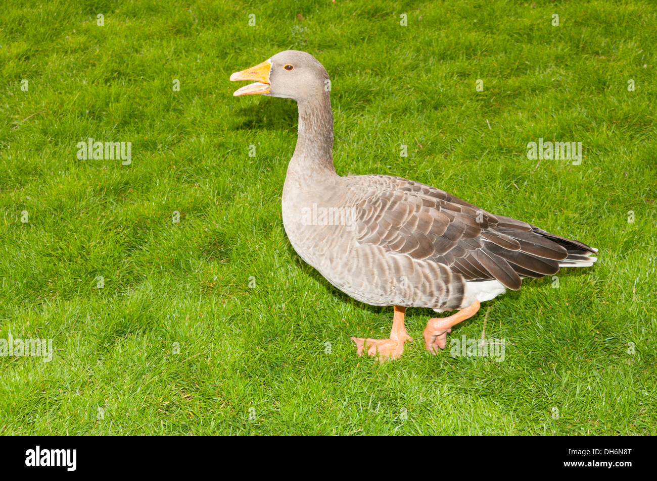 Graylag Goose (Anser anser) Passeggiate e clacson Foto Stock