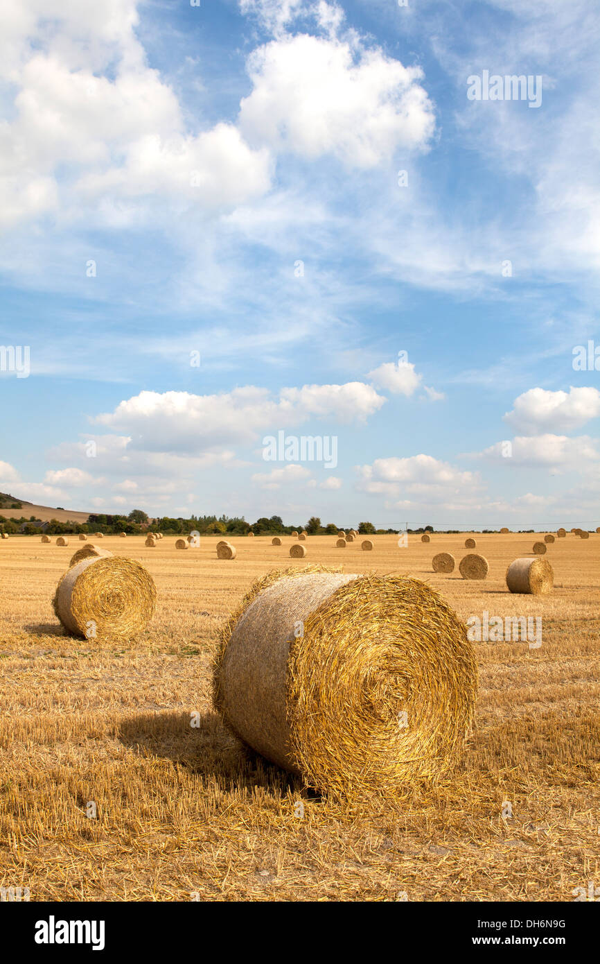 Le balle di fieno in campo nel Wiltshire, Inghilterra Foto Stock