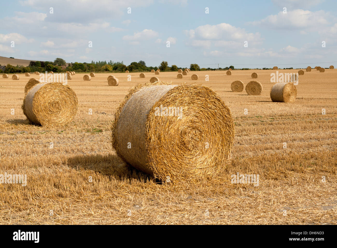 Le balle di fieno in campo nel Wiltshire, Inghilterra Foto Stock