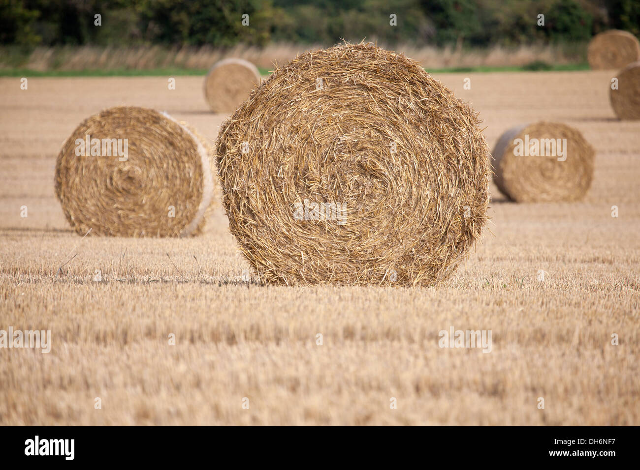 Le balle di fieno in campo nel Wiltshire, Inghilterra Foto Stock