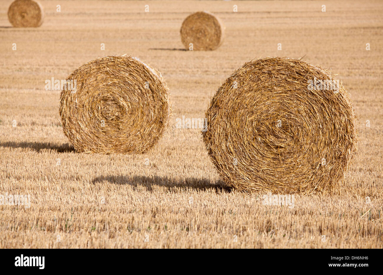 Le balle di fieno in campo nel Wiltshire, Inghilterra Foto Stock