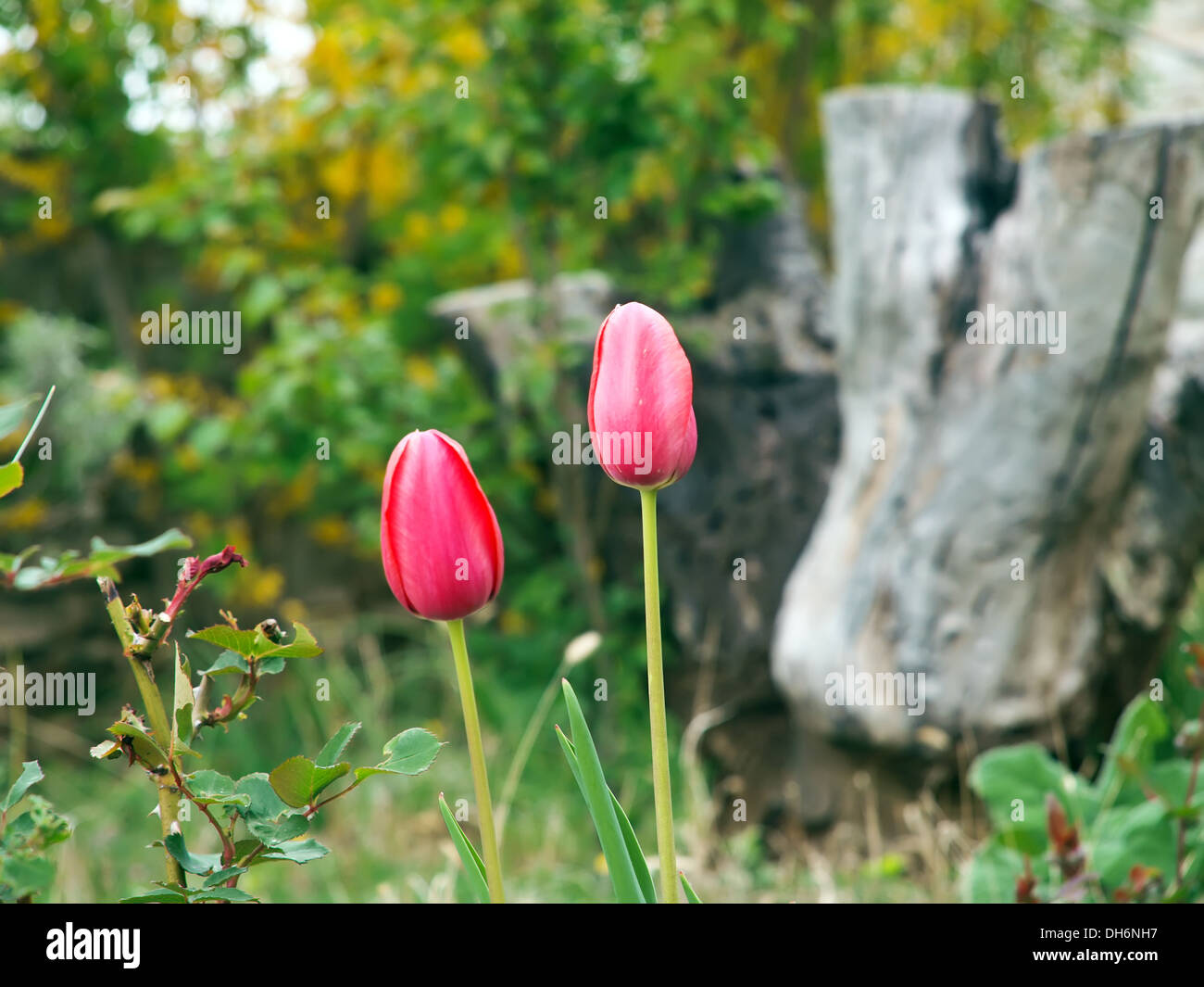 Due i tulipani crescono nel giardino Foto Stock