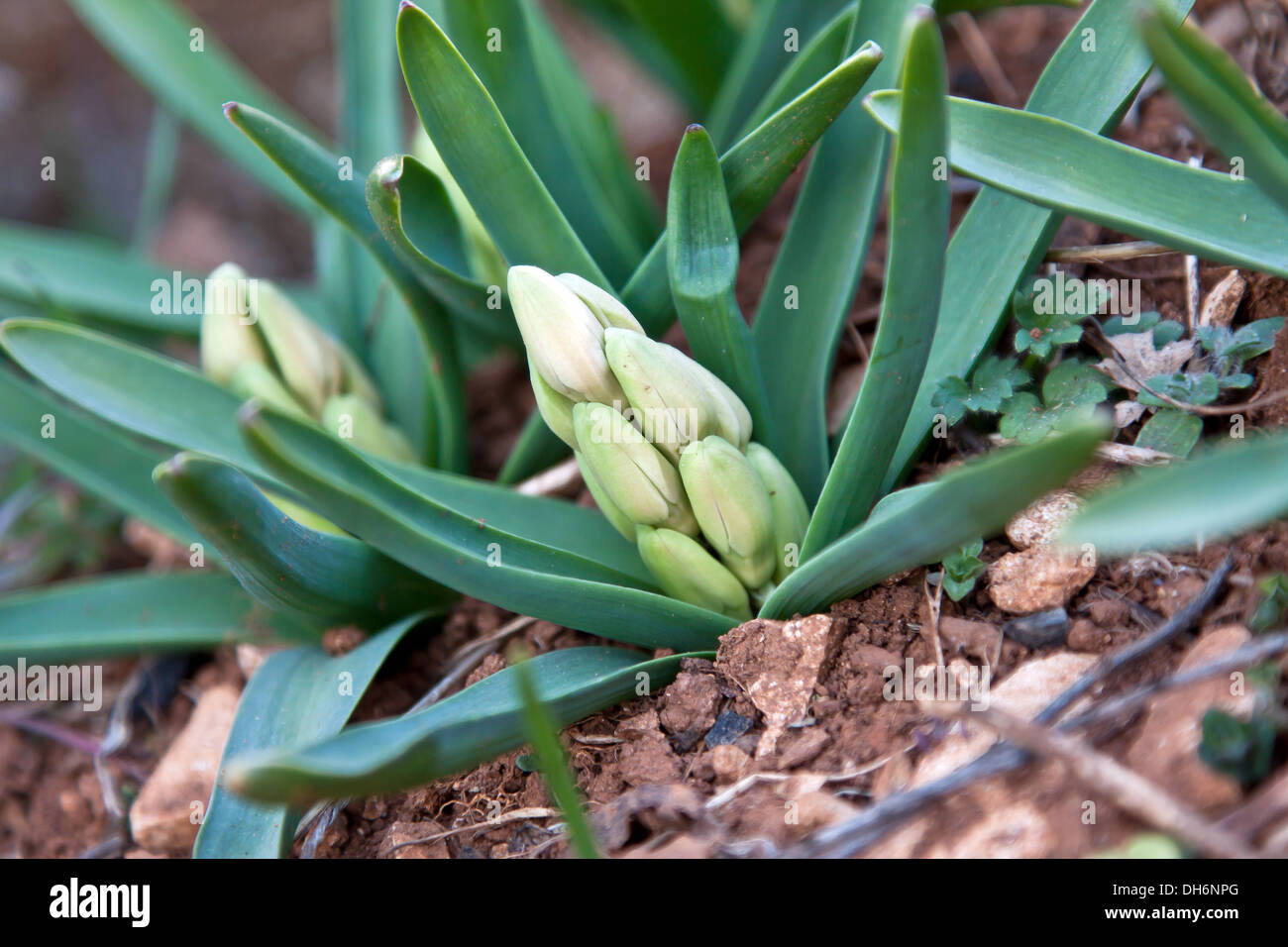 Giacinto di verde le gemme in giardino Foto Stock