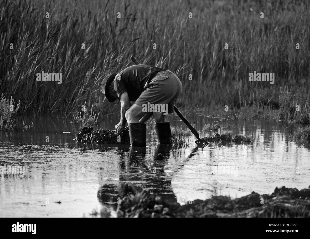 Camargue wetland scena, Bouche du Rhone, Provenza, Francia Foto Stock