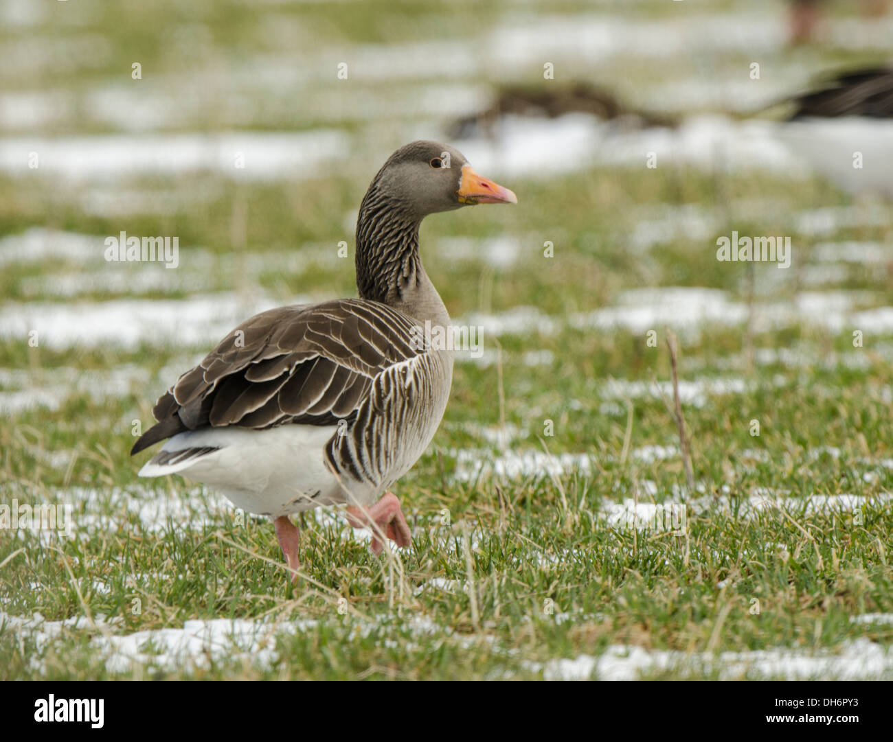 Goose sul campo d'inverno. Foto Stock