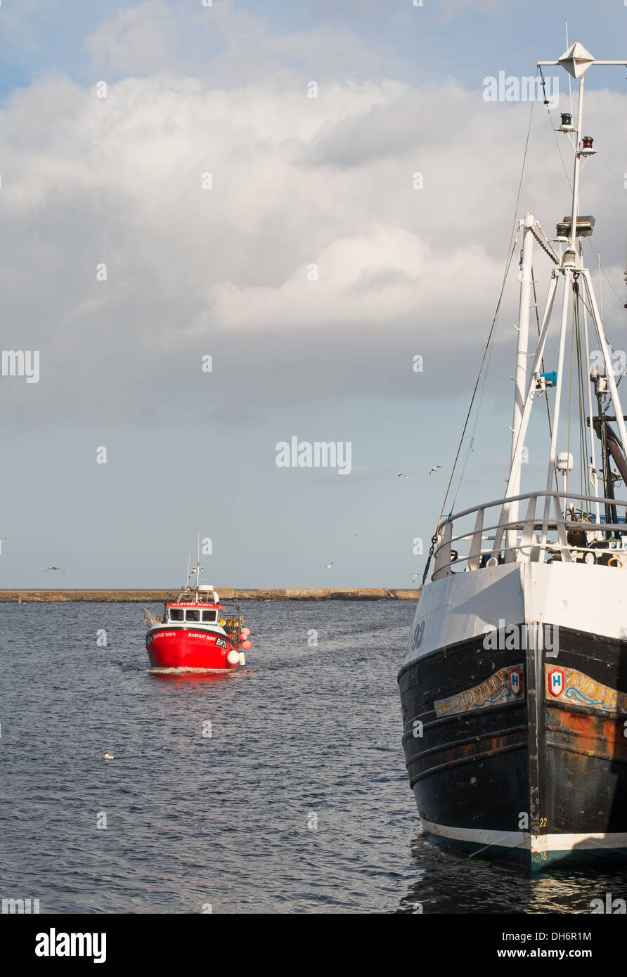 Barca da pesca BH 24 Harvest Dawn entra nel porto di camminate passando il ormeggiati BH 92 fedeltà Northumberland England Regno Unito Foto Stock