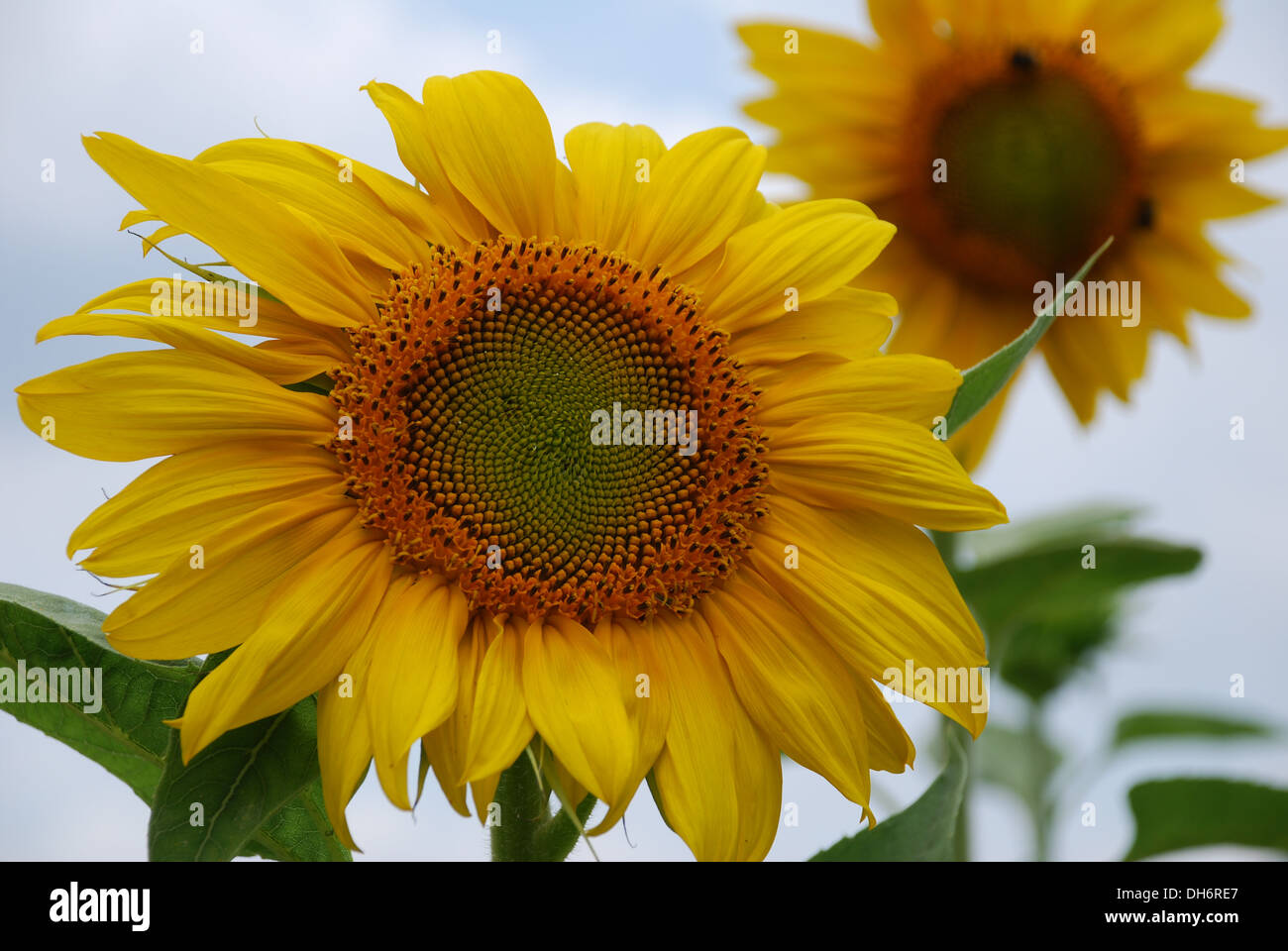 Due Girasoli close-up Foto Stock