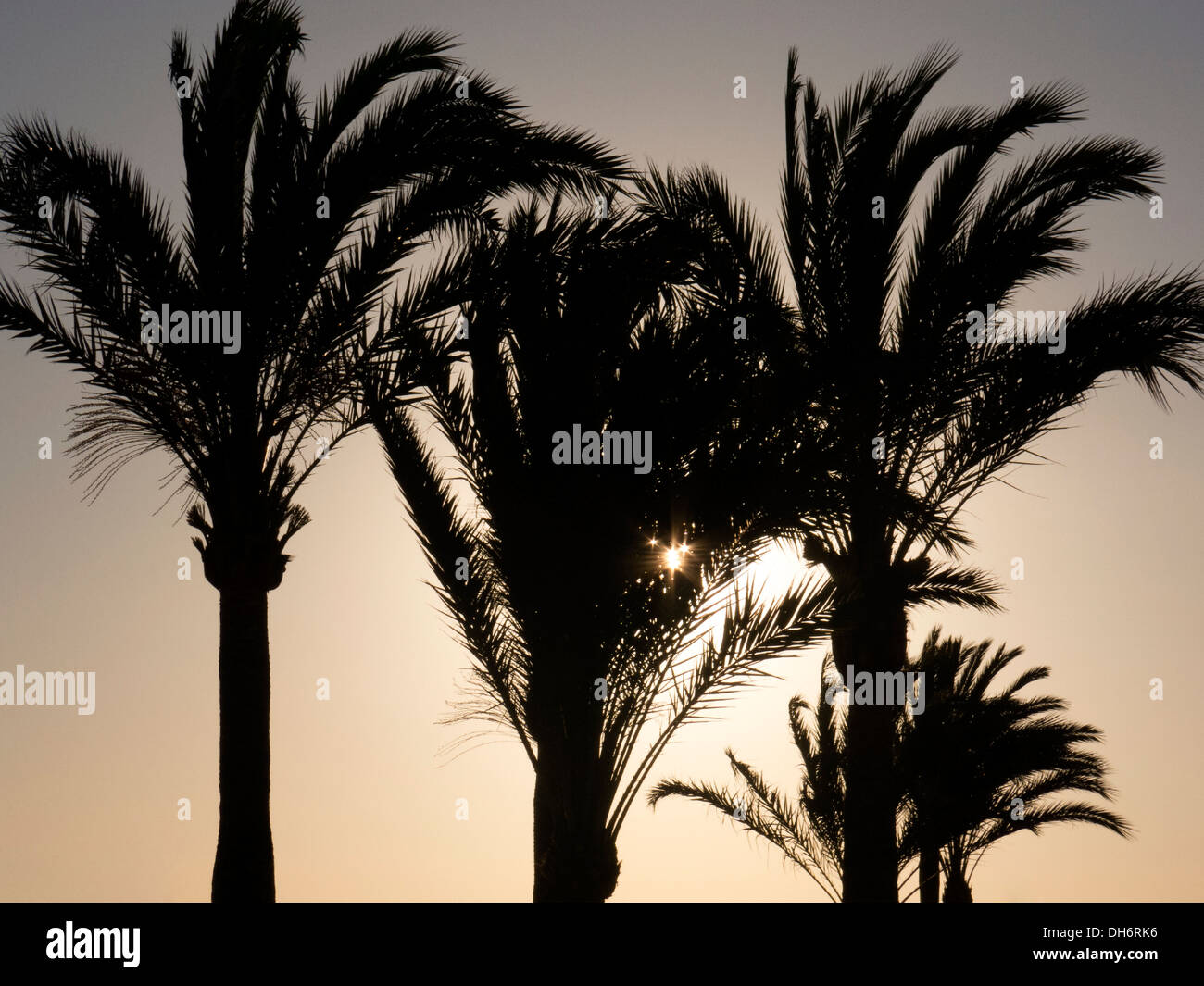 Silhouette di palme al tramonto, a El Arenal Playa de Palma di Maiorca, isole Baleari, Spagna Foto Stock