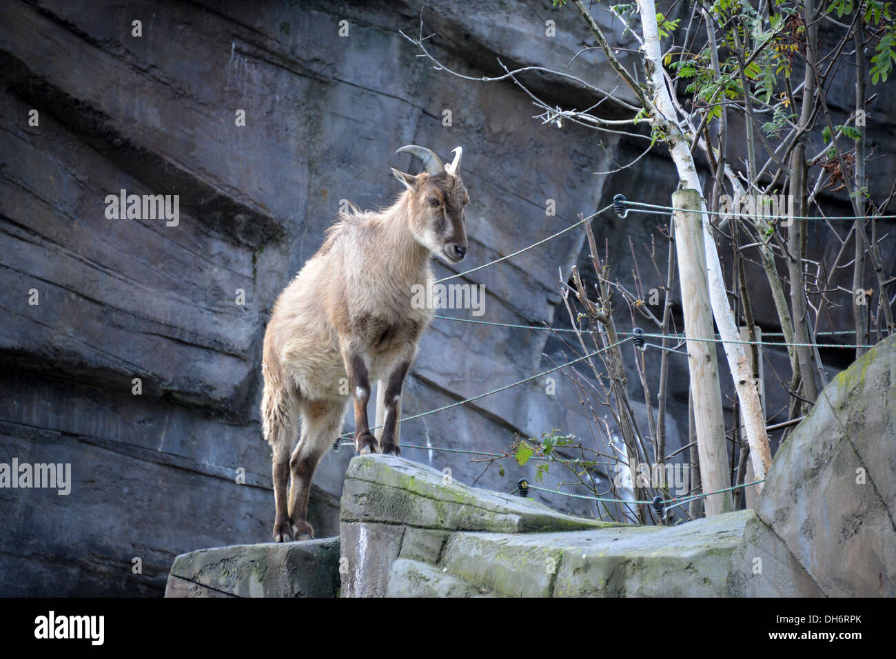 Una capra moutain allo zoo di Anversa. Foto Stock