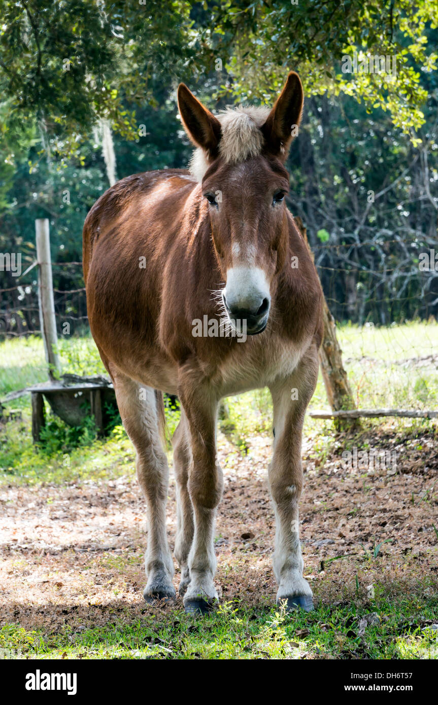 Giovani palomino mulo in piedi nel campo dei pascoli del Dudley Homestead in North Central Florida, Stati Uniti d'America. Foto Stock