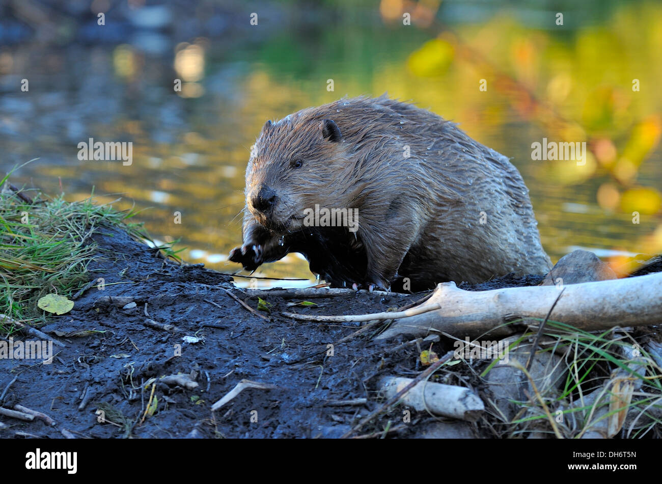 Un adulto beaver intensificando sul suo Beaver Dam Foto Stock