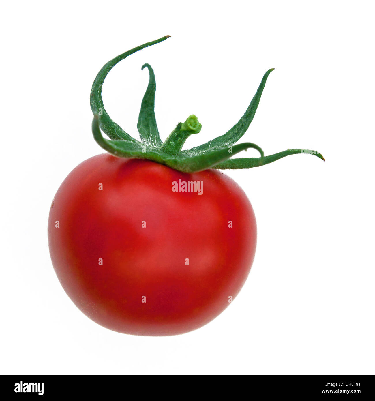 Lone pomodoro maturo isolato su uno sfondo bianco Foto Stock