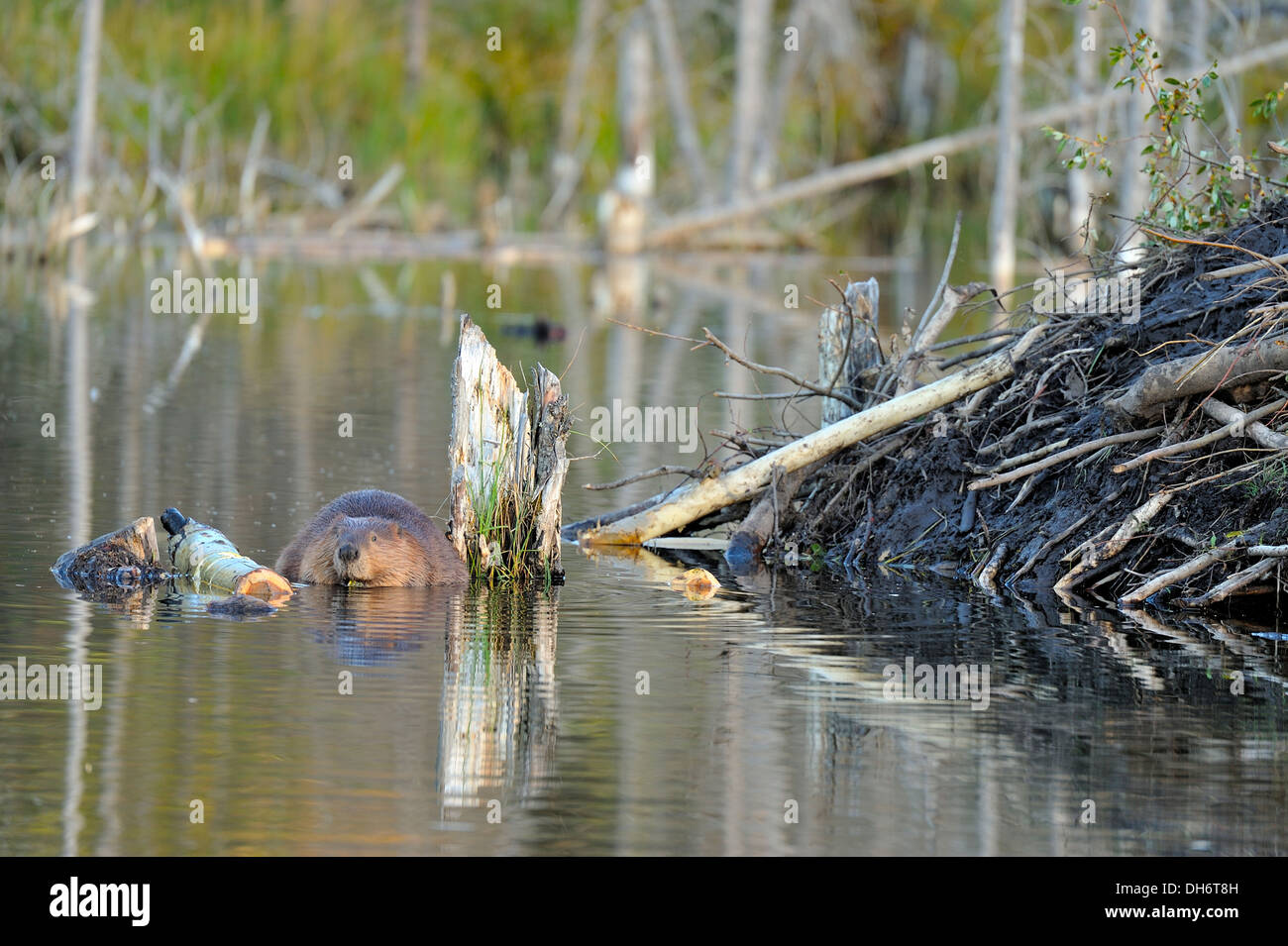 Un castoro alimentando al beaver lodge nello stagno. Foto Stock