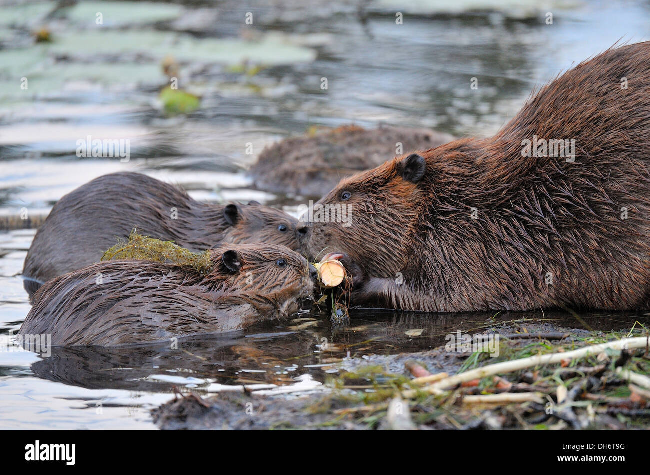 Una madre beaver consente 2 piccolo giovane castori masticare corteccia off lo stesso pezzo di Aspen Tree. Foto Stock