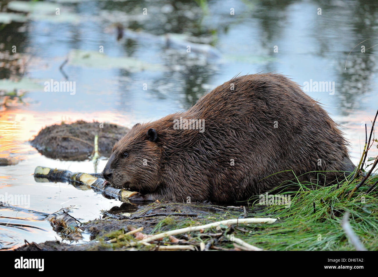 Una vista laterale di un adulto wild beaver alimentazione su un pezzo di Aspen Tree. Foto Stock