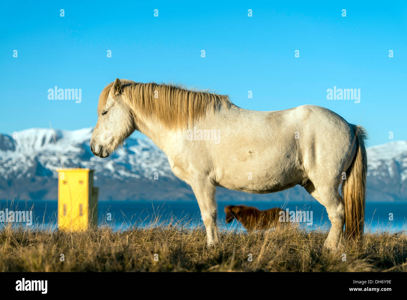 Faro di Husavik e cavalli Islanda del Nord Europa Foto Stock