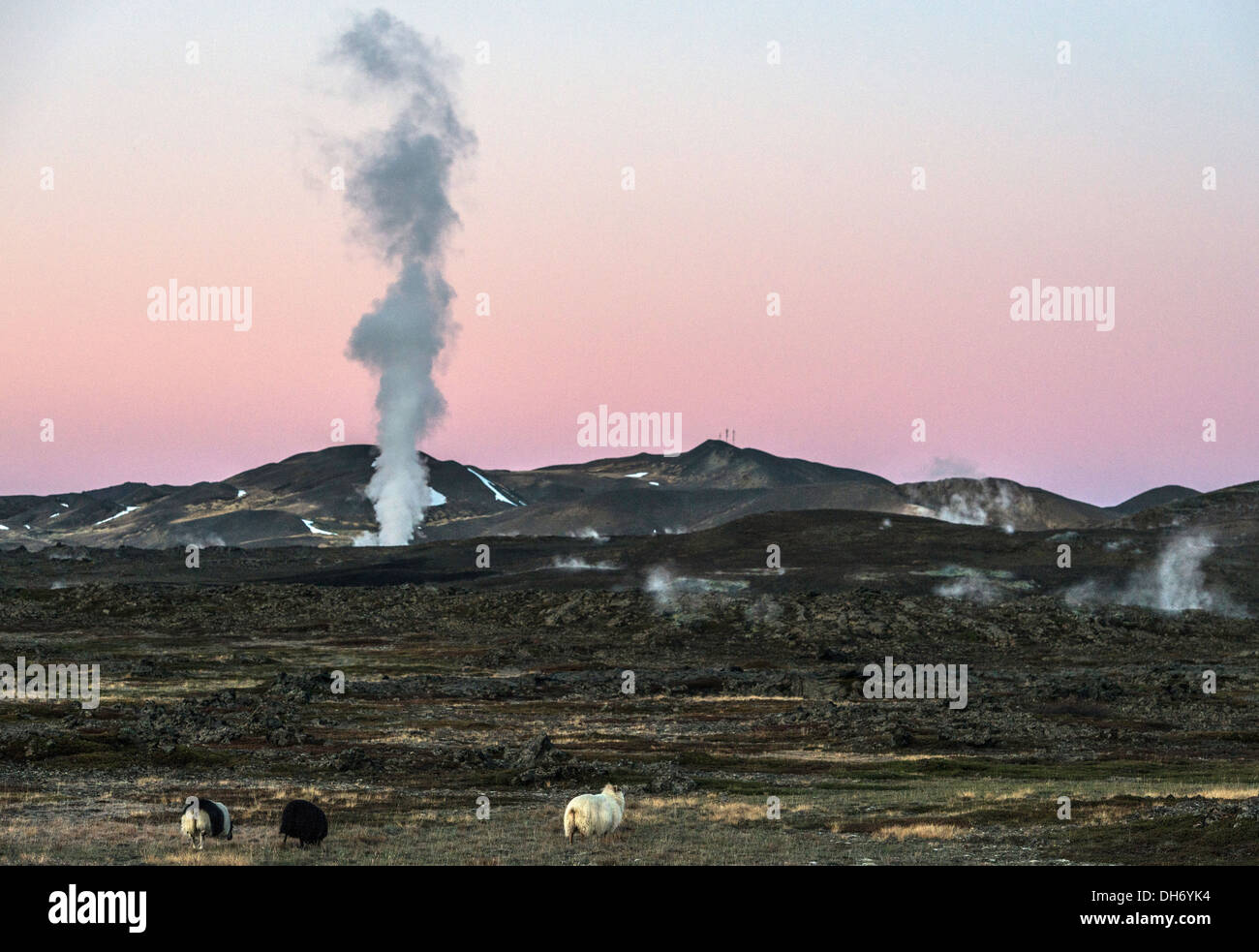 Icelandic Sheep e Mudpot o fango piscina a nord Islanda Foto Stock