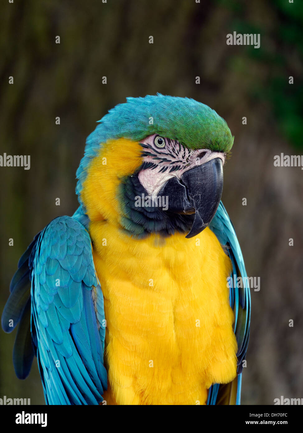 Rodney il blu e il giallo / Oro Macaw Parrot, Coton Manor, Coton, Northamptonshire, Regno Unito Foto Stock