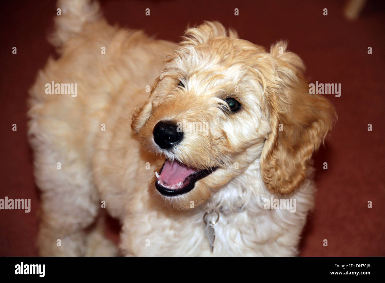 Goldendoodle cucciolo di cane Foto Stock