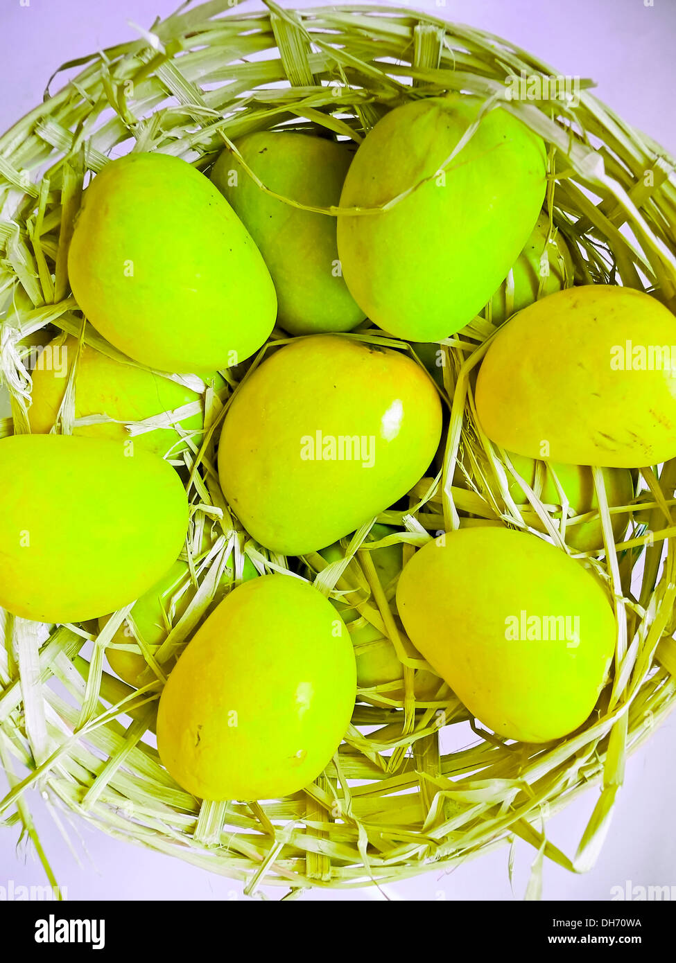 Alphonso mango, Mangifera indica l, Anacardiaceae in un cestello per il confezionamento Foto Stock