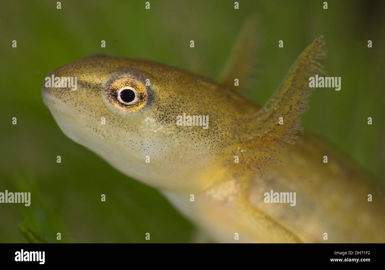 Liscia o tritone comune tadpole sott'acqua. Preso in un acquario fotografico e restituito al wild illeso Foto Stock