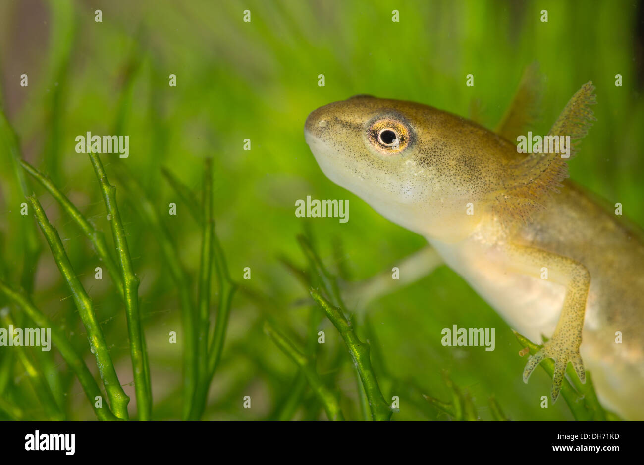 Liscia o tritone comune tadpole sott'acqua. Preso in un acquario fotografico e restituito al wild illeso Foto Stock
