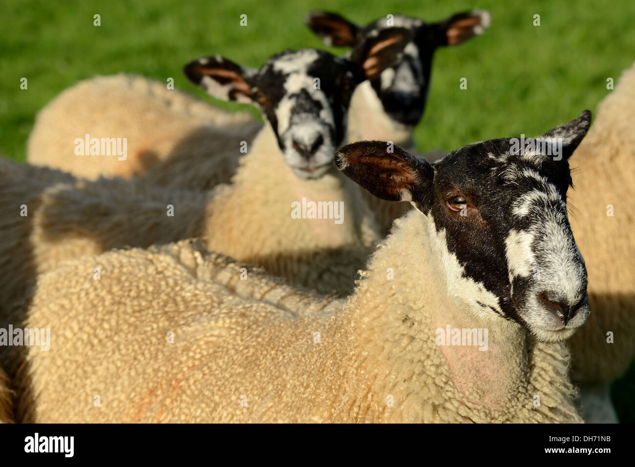 In prossimità di una pecora a fissare la fotocamera. Foto Stock